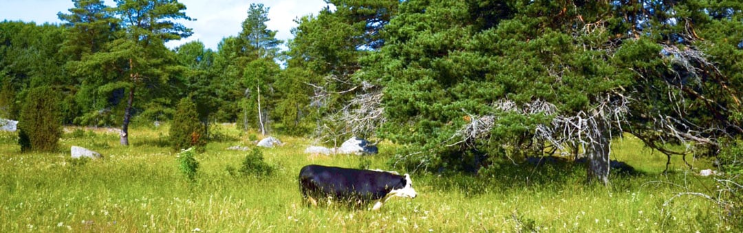 Ko på bete